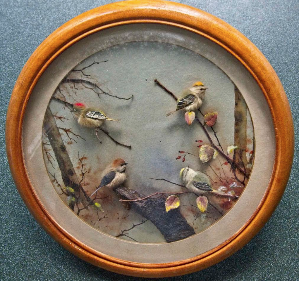 Ruby and Golden Crowned Kinglets and Brown Capped Chickadee (7-inch)
